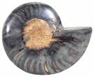 Split Black/Orange Ammonite (Half) - Unusual Coloration #55646-1